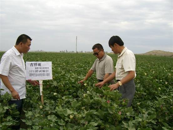 06年7月炮台试验站曹新成站长在农八师121团私人农场示范地察看.jpg