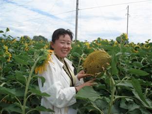 06年阿勒泰地区土肥站的专家在察看油葵示范地.jpg