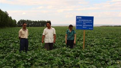 07年哈密地区土肥站技术专家在察看哈密瓜示范地.jpg